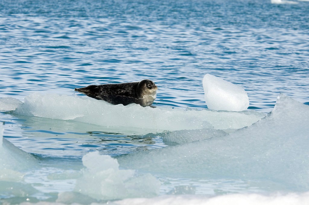 2807 Isispynten Ringsal04.jpg - Ringed Seal (Phoca hispida) Ringsæl, Spitsbergen Norway July 2008
